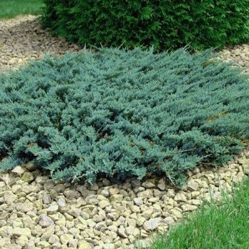 Juniperus horizontalis, Borievka rozprestretá ´BLUE CHIP´ - kont. C3L, priemer rastliny 20-40 cm